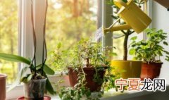 高脚花盆适合种什么花 高脚花瓶适合种什么花