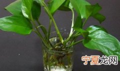 什么植物水培效果好 水培植物哪种好