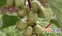 软枣猕猴桃几月份栽种 软枣猕猴桃几月份种植