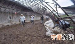 土壤消毒的方法一般有什么处理 土壤消毒的方法有哪些