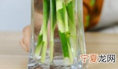水培富贵竹需要注意什么 水培富贵竹具体该如何养护