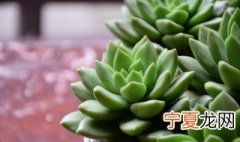 肉肉叶子发黄掉完了 肉肉叶子变黄脱落是怎么回事