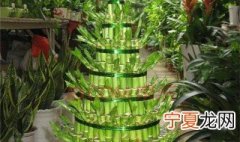 富贵竹风水作用 富贵竹风水?