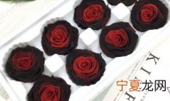 渐变色玫瑰品种 渐变色玫瑰品种有哪些