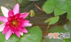 睡莲的水培方法 水培睡莲怎么养