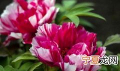 角茎野牡丹和巴西野牡丹的区别 种巴西野牡丹好吗