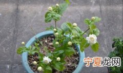 11月后的茉莉如何修剪 11月后的茉莉怎么修剪