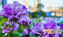 蒜香藤的养护方法 蒜香藤怎么过冬天