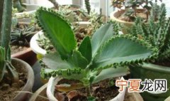 落地生根的种植方法和注意事项 落地生根的栽培及养护方法