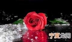 玫瑰花放水里怎么养才不会枯萎 玫瑰花放水里怎么养才不会枯萎呢