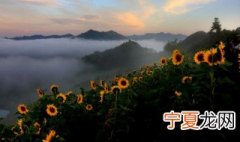 送男朋友什么花最好 可以送男朋友的花