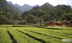 绿茶发源地