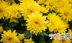 金鸡菊修剪多长时间后开花 金鸡菊开花后怎么修剪