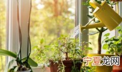 家养水仙花有什么好处 养水仙花的好处和坏处