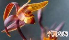 怎样判断墨兰该浇水了 判断墨兰该浇水的方法