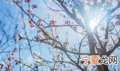 腊梅适合什么肥料 腊梅用什么肥料最好