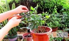 茉莉花如何压枝 茉莉花怎么整枝