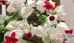 龙吐珠怎么繁殖 龙吐珠怎样繁殖