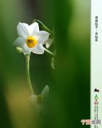 凌波仙子是什么花，凌波仙子生尘袜水上轻盈步微月是什么花