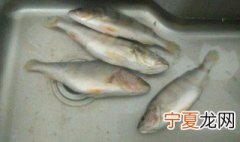 冰箱里取出的鱼怎么快速解冻 两种快速解冻方法介绍