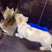 狗狗啃墙怎么回事，我家的狗不吃饭老是用鼻子拱饭怎么回事