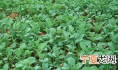 油菜怎么种 油菜的种植方法