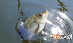 冬天鲫鱼怎么钓 冬天钓鲫鱼的技巧