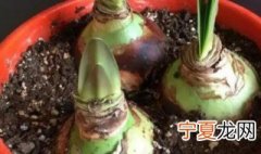 朱砂根水培 朱顶红的水培方法