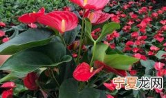 如何水培红掌植物 红掌水培用什么水最好