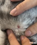 猫咪的毛结疙瘩怎么办