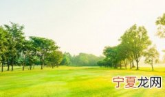 蜡烛树为什么会发光 蜡烛树为什么会点燃