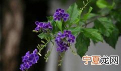 金露花养殖方法 养殖金露花的好方法