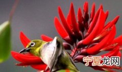 龙牙花的花型是什么 龙牙花象征着什么