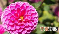 慈纹花四季开花吗 慈纹花的养殖方法和注意事项