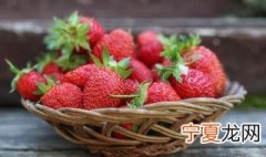 草莓叶片发黑是什么原因 草莓叶子为什么会发黑