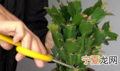 蟹爪兰白天开花晚上凋谢为什么还会死 蟹爪兰白天开花晚上凋谢为什么