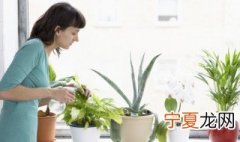 大岩桐怎样栽培和管理 大岩桐的养植方法