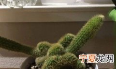 猴尾柱什么时候嫁接 猴尾柱怎么种