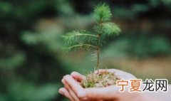 松子里面的种子可以发芽吗 松树种子怎么让它发芽