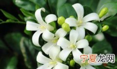 九里香什么时候修剪怎么修剪 九里香的修剪时间和方法