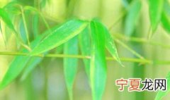 冬竹的养殖方法 养殖的方法介绍