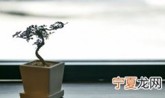 黄荆树桩冬天怎么养 黄荆桩冬天怎么栽