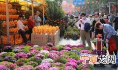 没有院子和阳台怎么养花 没有阳台怎么种花