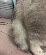 猫尾巴会骨折，猫咪尾巴上有红肿现象是怎么回事