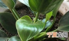 绿公主大叶金钻的养殖方法和注意事项