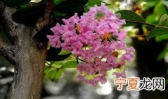 紫薇树剪枝方法 紫薇树剪枝的时间和方法介绍