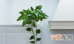 竹柏放室内对人的好处 竹柏对人体有害吗