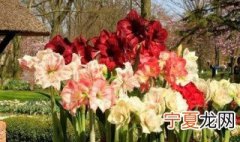 地栽朱顶红如何过冬 冬季可以栽朱顶红吗