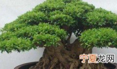 榕树的过冬方法 过冬的方法介绍