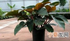 金钻叶片小怎么回事 金钻的叶子越长越小是什么原因